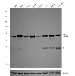 Invitrogen MST2 Recombinant Rabbit Monoclonal Antibody (SC05-83) 100 &mu;L;
