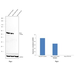 Invitrogen MST2 Recombinant Rabbit Monoclonal Antibody (SC05-83) 100 &mu;L;