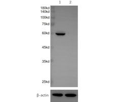 Invitrogen MST2 Recombinant Rabbit Monoclonal Antibody (SC05-83) 100 &mu;L;