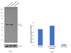 Invitrogen MST2 Recombinant Rabbit Monoclonal Antibody (SC05-83) 100 &mu;L;