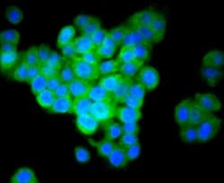 Invitrogen IRF7 Recombinant Rabbit Monoclonal Antibody (SC0617) 100 &mu;L;