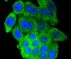 Invitrogen IRF7 Recombinant Rabbit Monoclonal Antibody (SC0617) 100 &mu;L;