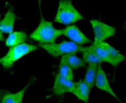 Invitrogen IRF7 Recombinant Rabbit Monoclonal Antibody (SC0617) 100 &mu;L;