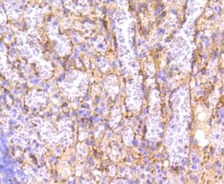 Invitrogen IRF7 Recombinant Rabbit Monoclonal Antibody (SC0617) 100 &mu;L;