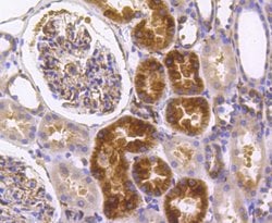 Invitrogen IRF7 Recombinant Rabbit Monoclonal Antibody (SC0617) 100 &mu;L;
