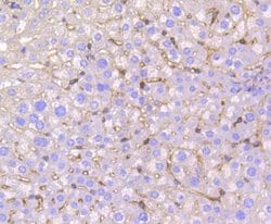 Invitrogen IRF7 Recombinant Rabbit Monoclonal Antibody (SC0617) 100 &mu;L;
