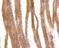 Invitrogen IRF7 Recombinant Rabbit Monoclonal Antibody (SC0617) 100 &mu;L;