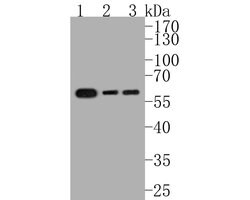 Invitrogen IRF7 Recombinant Rabbit Monoclonal Antibody (SC0617) 100 &mu;L;