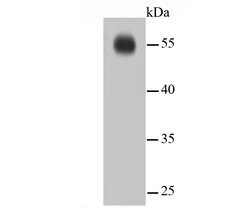 Invitrogen IRF7 Recombinant Rabbit Monoclonal Antibody (SC0617) 100 &mu;L;