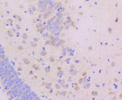Invitrogen JAM-A (CD321) Recombinant Rabbit Monoclonal Antibody (SC60-07) 100 &mu;L | Buy Online | Invitrogen&trade; | Fisher Scientific