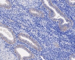 Invitrogen JAM-A (CD321) Recombinant Rabbit Monoclonal Antibody (SC60-07) 100 &mu;L | Buy Online | Invitrogen&trade; | Fisher Scientific