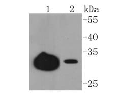 Invitrogen JAM-A (CD321) Recombinant Rabbit Monoclonal Antibody (SC60-07) 100 &mu;L | Buy Online | Invitrogen&trade; | Fisher Scientific