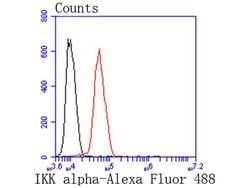 Invitrogen IKK alpha Recombinant Rabbit Monoclonal Antibody (SN06-99) 100