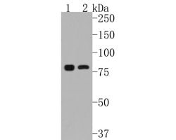 Invitrogen IKK alpha Recombinant Rabbit Monoclonal Antibody (SN06-99) 100