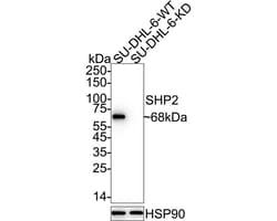 Invitrogen SHP2 Recombinant Rabbit Monoclonal Antibody (SN72-02) 100 &mu;L;