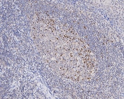 Invitrogen SHP2 Recombinant Rabbit Monoclonal Antibody (SN72-02) 100 &mu;L;