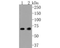 Invitrogen SHP2 Recombinant Rabbit Monoclonal Antibody (SN72-02) 100 &mu;L;