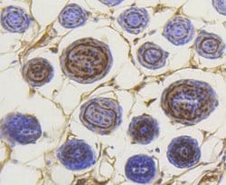 Invitrogen Phospho-SMAD3 (Ser423, Ser425) Recombinant Rabbit Monoclonal