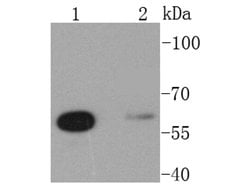 Invitrogen Glutaminase Recombinant Rabbit Monoclonal Antibody (SN68-09)