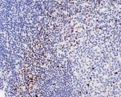 Invitrogen Phospho-TRIM28 (Ser824) Recombinant Rabbit Monoclonal Antibody