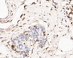 Invitrogen Phospho-TRIM28 (Ser824) Recombinant Rabbit Monoclonal Antibody