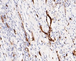 Invitrogen Phospho-TRIM28 (Ser824) Recombinant Rabbit Monoclonal Antibody