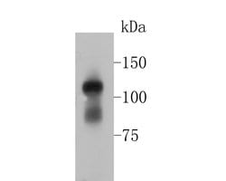 Invitrogen Phospho-TRIM28 (Ser824) Recombinant Rabbit Monoclonal Antibody