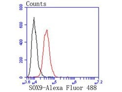 Invitrogen SOX9 Recombinant Rabbit Monoclonal Antibody (SN74-09) 100 &mu;L;
