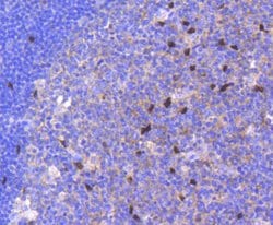 Invitrogen SOX9 Recombinant Rabbit Monoclonal Antibody (SN74-09) 100 &mu;L;