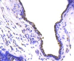 Invitrogen SOX9 Recombinant Rabbit Monoclonal Antibody (SN74-09) 100 &mu;L;
