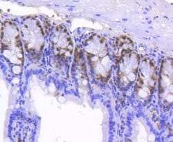 Invitrogen SOX9 Recombinant Rabbit Monoclonal Antibody (SN74-09) 100 &mu;L;
