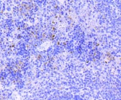 Invitrogen SOX9 Recombinant Rabbit Monoclonal Antibody (SN74-09) 100 &mu;L;