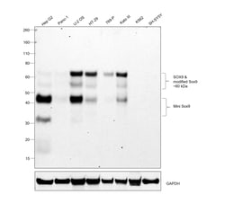 Invitrogen SOX9 Recombinant Rabbit Monoclonal Antibody (SN74-09) 100 &mu;L;