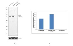 Invitrogen SOX9 Recombinant Rabbit Monoclonal Antibody (SN74-09) 100 &mu;L;