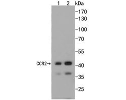 Invitrogen CCR2 Recombinant Rabbit Monoclonal Antibody (SN707) 100 &mu;L | Buy Online | Invitrogen&trade; | Fisher Scientific