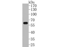 Invitrogen IRF5 Recombinant Rabbit Monoclonal Antibody (SN201-05) 100 &mu;L;