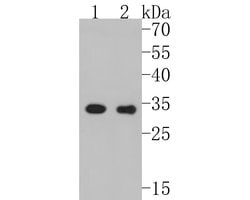Invitrogen CDK4 Recombinant Rabbit Monoclonal Antibody (SD20-42) 100 &mu;L;