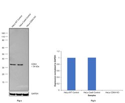 Invitrogen CDK4 Recombinant Rabbit Monoclonal Antibody (SD20-42) 100 &mu;L;