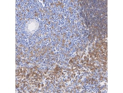 Invitrogen IRF5 Recombinant Rabbit Monoclonal Antibody (SD203-07) 100 &mu;L | Buy Online | Invitrogen&trade; | Fisher Scientific