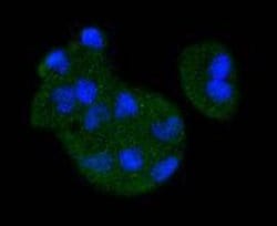 Invitrogen MEK3 Recombinant Rabbit Monoclonal Antibody (SD20-93) 100 &mu;L;