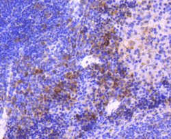 Invitrogen MEK3 Recombinant Rabbit Monoclonal Antibody (SD20-93) 100 &mu;L;