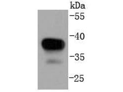 Invitrogen MEK3 Recombinant Rabbit Monoclonal Antibody (SD20-93) 100 &mu;L;