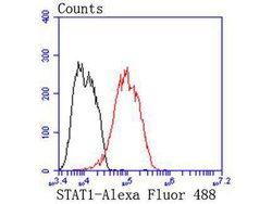 Invitrogen STAT1 Recombinant Rabbit Monoclonal Antibody (SD20-75) 100 &mu;L;