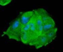 Invitrogen STAT1 Recombinant Rabbit Monoclonal Antibody (SD20-75) 100 &mu;L;