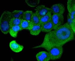 Invitrogen STAT1 Recombinant Rabbit Monoclonal Antibody (SD20-75) 100 &mu;L;