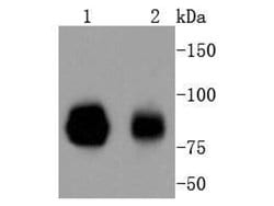 Invitrogen STAT1 Recombinant Rabbit Monoclonal Antibody (SD20-75) 100 &mu;L;