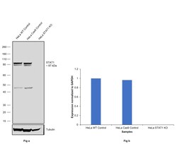 Invitrogen STAT1 Recombinant Rabbit Monoclonal Antibody (SD20-75) 100 &mu;L;