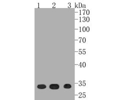Invitrogen CDK4 Recombinant Rabbit Monoclonal Antibody (SD205-1) 100 &mu;L;