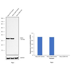 Invitrogen CDK4 Recombinant Rabbit Monoclonal Antibody (SD205-1) 100 &mu;L;