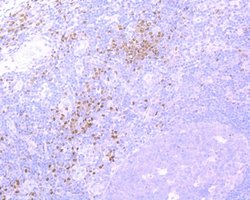 Invitrogen RUNX2 Recombinant Rabbit Monoclonal Antibody (SD208-0) 100 &mu;L;
